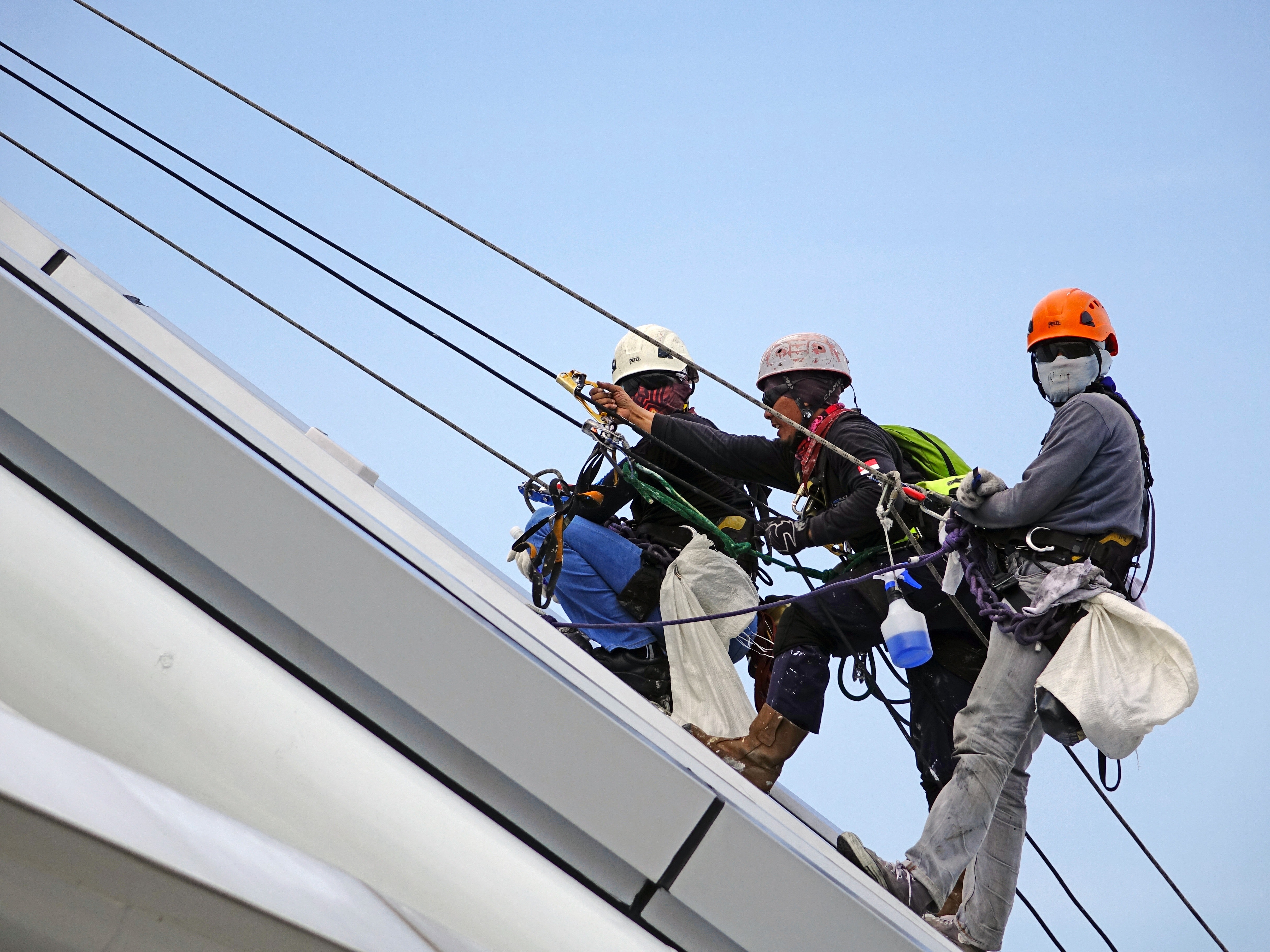 Harness Training