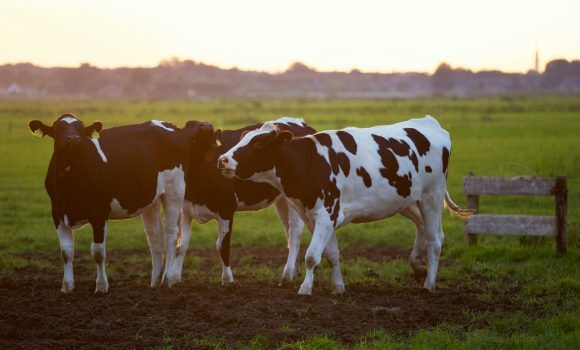 A guide to staying safe around cattle