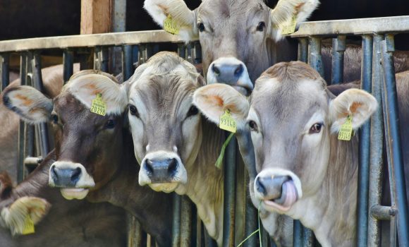 Livestock auctioneers fined after man, 75, killed by cow